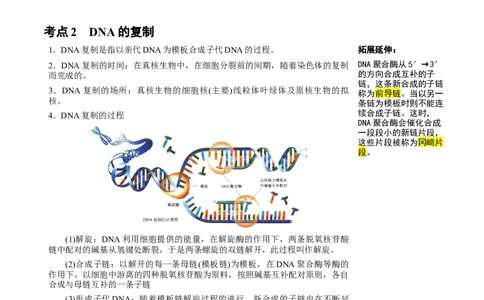 知识清单15DNA的结构、复制以及基因的本质（3大考点4个易错点）-上好课2025年高考生物一轮复习知识清单_2025年新高考资料_一轮复习