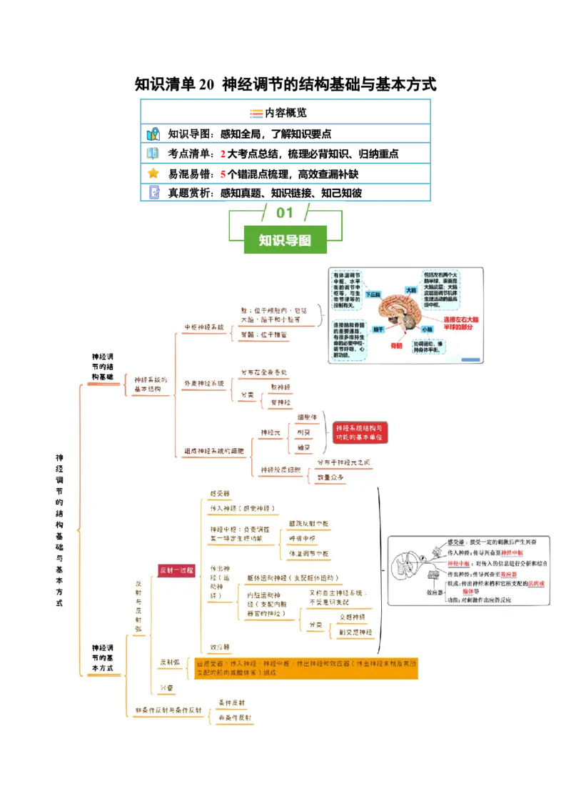 知识清单20+神经调节的结构基础与基本方式（2大考点+5个易错点）-上好课2025年高考生物一轮复习知识清单_2025年新高考资料_一轮复习
