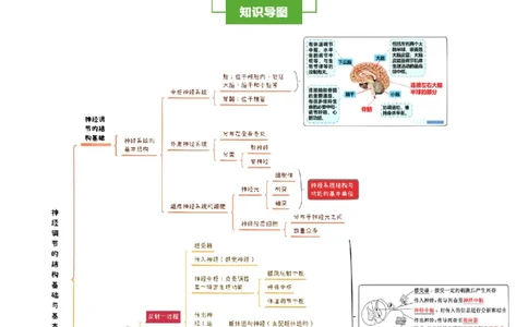 知识清单20+神经调节的结构基础与基本方式（2大考点+5个易错点）-上好课2025年高考生物一轮复习知识清单_2025年新高考资料_一轮复习