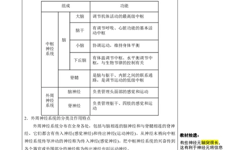 知识清单20+神经调节的结构基础与基本方式（2大考点+5个易错点）-上好课2025年高考生物一轮复习知识清单_2025年新高考资料_一轮复习