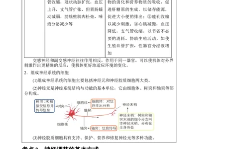 知识清单20+神经调节的结构基础与基本方式（2大考点+5个易错点）-上好课2025年高考生物一轮复习知识清单_2025年新高考资料_一轮复习