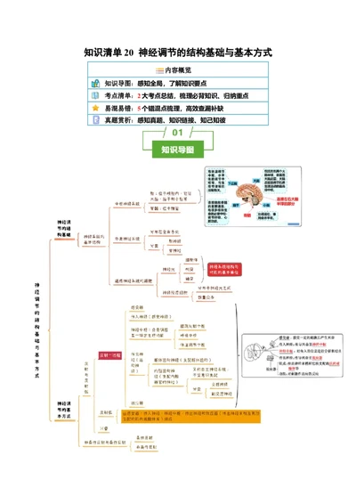 知识清单20+神经调节的结构基础与基本方式（2大考点+5个易错点）-上好课2025年高考生物一轮复习知识清单_2025年新高考资料_一轮复习