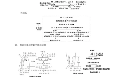 易错点24植物生命活动调节的实验题（解析版）_通用版（老高考）复习资料_2023年复习资料_专项复习_备战2023年高考生物考试易错题（全国通用）_易错点24植物生命活动调节的实验题
