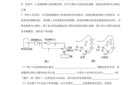 易错点20神经调节-备战2023年高考生物考试易错题（新教材新高考）（原卷版）_新高考复习资料_2023年新高考复习资料_专项复习_备战2023年高考生物考试易错题（新教材新高考）