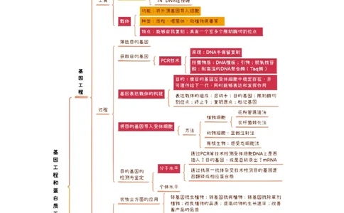 知识清单37基因工程和蛋白质工程（4大考点+10个易错点）-上好课2025年高考生物一轮复习知识清单_2025年新高考资料_一轮复习_上好课2025年高考生物一轮复习知识清单325572639