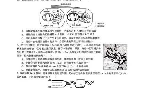 重庆市育才中学校2026届高三下学期2月开学考试生物试题_2024-2026高三（6-6月题库）_2026年03月高三试卷_260302重庆市育才中学校2026届高三下学期2月开学考试（全科）