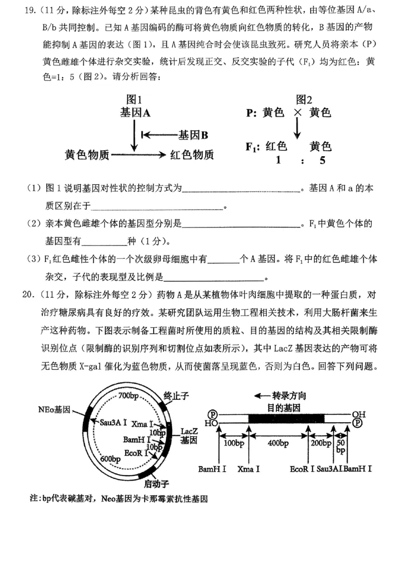 重庆名校联盟2026届高三下学期第一次联考生物_2024-2026高三（6-6月题库）_2026年03月高三试卷_260314重庆名校联盟2026届高三下学期第一次联考（全科）