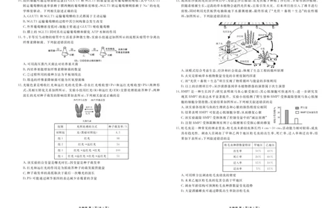 高三3月份生物正文（2026届高三年级3月份学情诊断）_2024-2026高三（6-6月题库）_2026年03月高三试卷_250309衡水金卷2026届高三年级3月份学情诊断（全科）