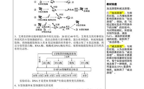 知识清单14DNA是主要的遗传物质（3大考点4个易错点）-上好课2025年高考生物一轮复习知识清单_2025年新高考资料_一轮复习_上好课2025年高考生物一轮复习知识清单325572639