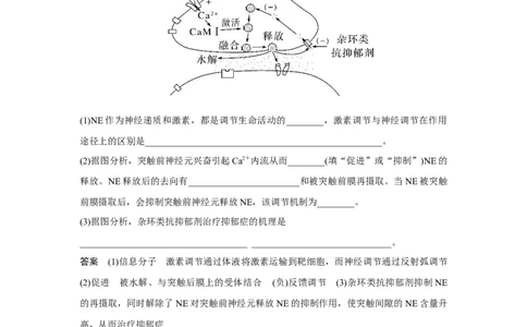 热点微练22　神经调节中的离子与神经递质_新高考复习资料_2023年新高考复习资料_一轮复习_2023年新高考大一轮复习讲义_2023年高考生物一轮复习讲义（新人教新高考）_赠补充习题