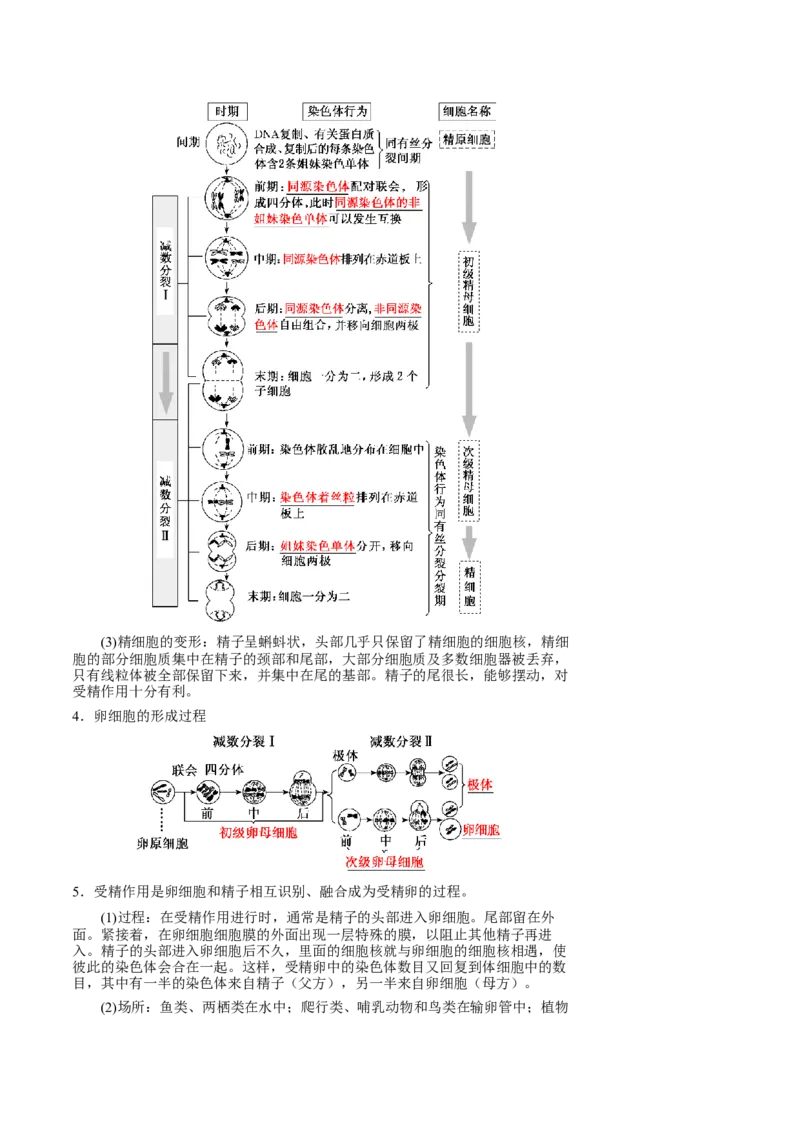 知识清单10+减数分裂和受精作用（3大考点+4个易错点）-上好课2025年高考生物一轮复习知识清单_2025年新高考资料_一轮复习_上好课2025年高考生物一轮复习知识清单325572639