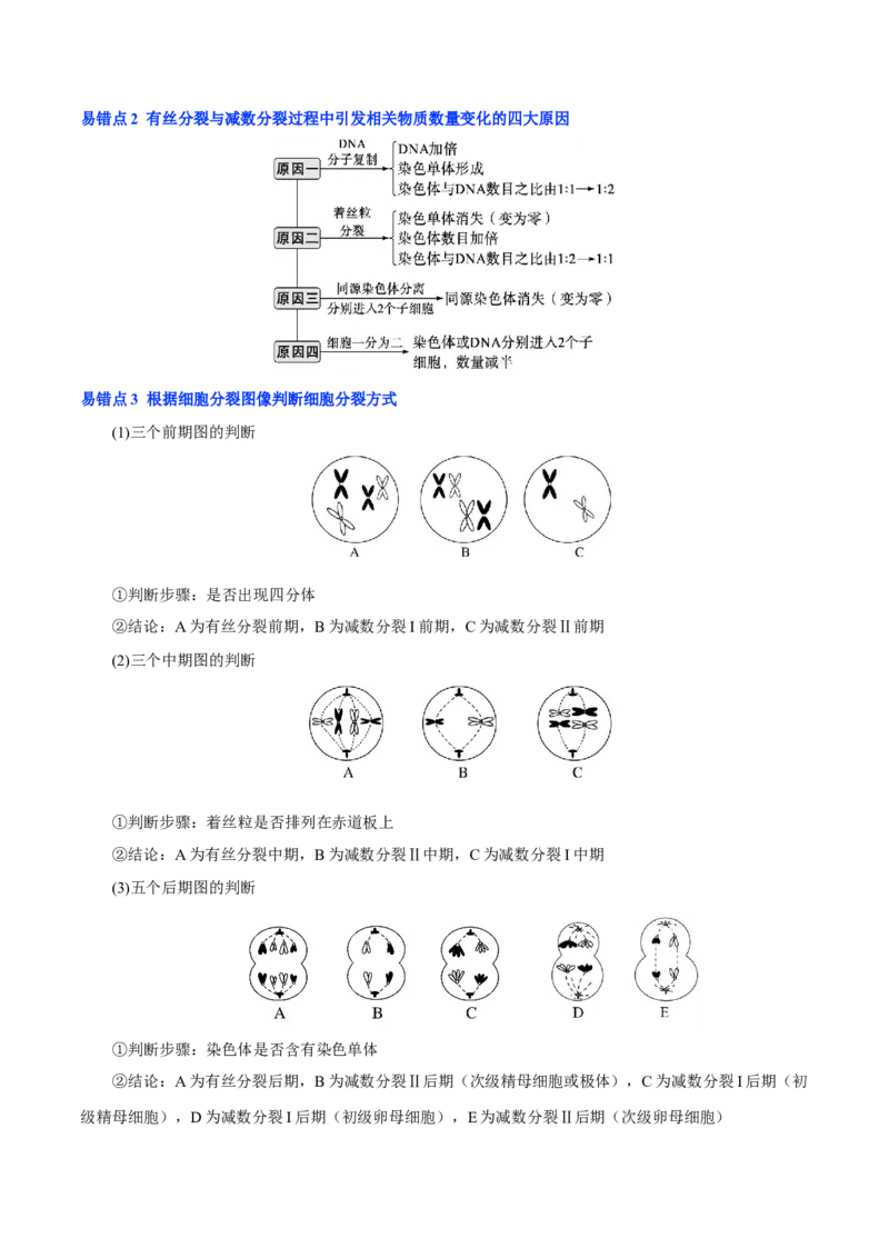 知识清单10+减数分裂和受精作用（3大考点+4个易错点）-上好课2025年高考生物一轮复习知识清单_2025年新高考资料_一轮复习_上好课2025年高考生物一轮复习知识清单325572639