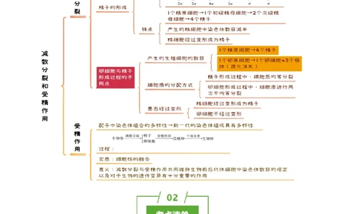 知识清单10+减数分裂和受精作用（3大考点+4个易错点）-上好课2025年高考生物一轮复习知识清单_2025年新高考资料_一轮复习_上好课2025年高考生物一轮复习知识清单325572639