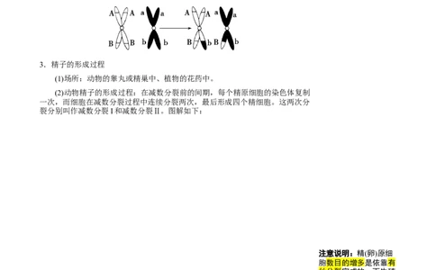 知识清单10+减数分裂和受精作用（3大考点+4个易错点）-上好课2025年高考生物一轮复习知识清单_2025年新高考资料_一轮复习_上好课2025年高考生物一轮复习知识清单325572639