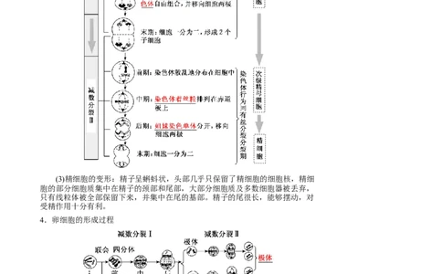 知识清单10+减数分裂和受精作用（3大考点+4个易错点）-上好课2025年高考生物一轮复习知识清单_2025年新高考资料_一轮复习_上好课2025年高考生物一轮复习知识清单325572639