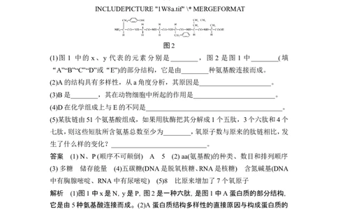 热点微练2细胞中有机物的推断(尖子生特训)_新高考复习资料_2024年新高考复习资料_一轮复习资料_完2024生物步步高大一轮复习（课件+讲义）_2024年高考生物一轮复习讲义（新人教版）