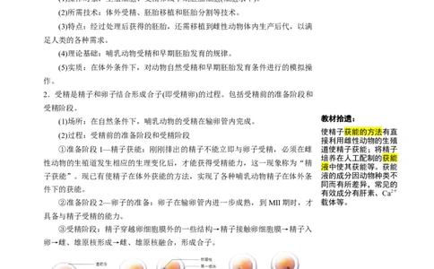 知识清单36胚胎工程（2大考点+7个易错点）-上好课2025年高考生物一轮复习知识清单_2025年新高考资料_一轮复习_上好课2025年高考生物一轮复习知识清单325572639