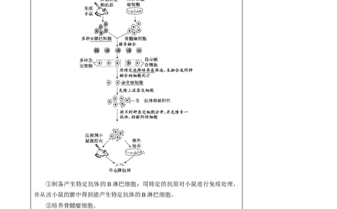 知识清单35动物细胞工程（3大考点+3个易错点）-上好课2025年高考生物一轮复习知识清单_2025年新高考资料_一轮复习_上好课2025年高考生物一轮复习知识清单325572639