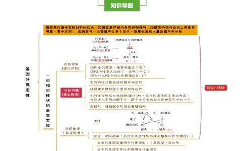 知识清单11基因分离定律（5大考点4个易错点）-上好课2025年高考生物一轮复习知识清单_2025年新高考资料_一轮复习_上好课2025年高考生物一轮复习知识清单325572639