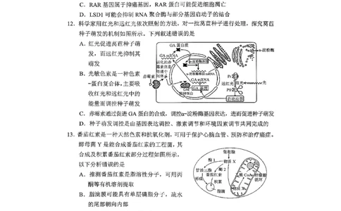 重庆市2026年普通高等学校招生全国统一考试康德调研（四）生物+答案_2024-2026高三（6-6月题库）_2026年04月高三试卷