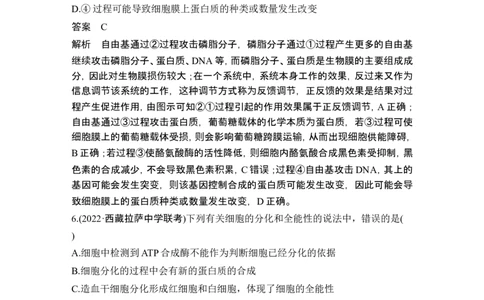 热点微练9细胞分化、衰老、死亡与人体健康(尖子生特训)_新高考复习资料_2024年新高考复习资料_一轮复习资料_完2024生物步步高大一轮复习（课件+讲义）_另附1套Word版题库_必修1