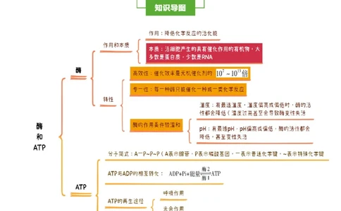 知识清单05+酶和ATP（4大考点+6个易错点）-上好课2025年高考生物一轮复习知识清单_新高考复习资料_2025年新高考资料_2025年高考生物一轮复习知识清单