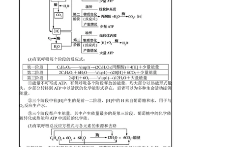 知识清单06+呼吸作用（4大考点+5个易错点）-上好课2025年高考生物一轮复习知识清单_2025年新高考资料_一轮复习_上好课2025年高考生物一轮复习知识清单325572639