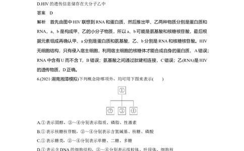 热点微练1　细胞中有机物之间的联系_新高考复习资料_2023年新高考复习资料_一轮复习_2023年新高考大一轮复习讲义_2023年高考生物一轮复习讲义（新人教新高考）_赠补充习题