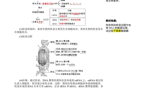 知识清单16基因的表达（3大考点3个易错点）-上好课2025年高考生物一轮复习知识清单_2025年新高考资料_一轮复习_上好课2025年高考生物一轮复习知识清单325572639