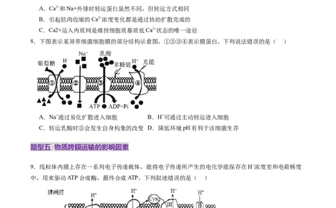 第07讲物质运输（练习）（原卷版）_2025年新高考资料_一轮复习_2025年高考生物一轮复习讲练测（新教材新高考）