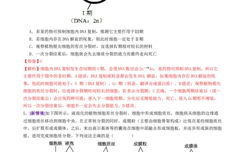 第05讲细胞的增殖和减数分裂（专项训练，4大题型）（解析版）_2025年新高考资料_二轮复习_01高考语文等多个文件_上好课2025年高考生物二轮复习讲练测（新高考通用）