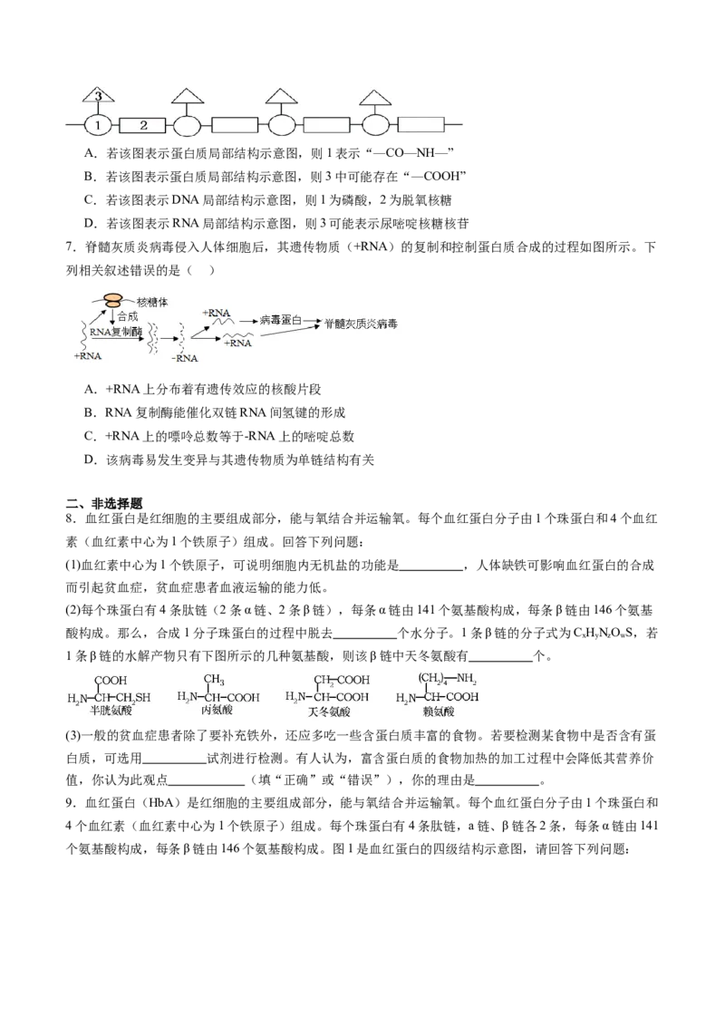 第04讲蛋白质和核酸（练习）（原卷版）_2025年新高考资料_一轮复习_2025年高考生物一轮复习讲练测（新教材新高考）