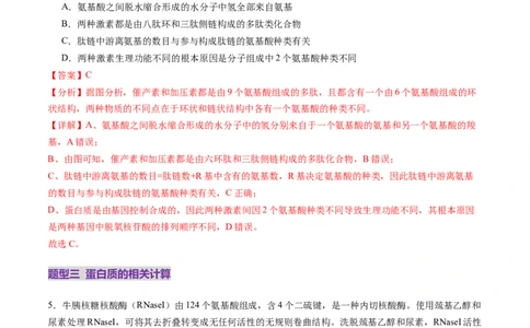 第04讲蛋白质和核酸（练习）（解析版）_新高考复习资料_2025年新高考资料_2025年高考生物一轮复习讲练测（新教材新高考）