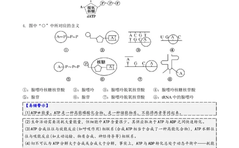 第03讲ATP和酶（讲义）（原卷版）_2025年新高考资料_二轮复习_上好课2025年高考生物二轮复习讲练测（新高考通用）3380526