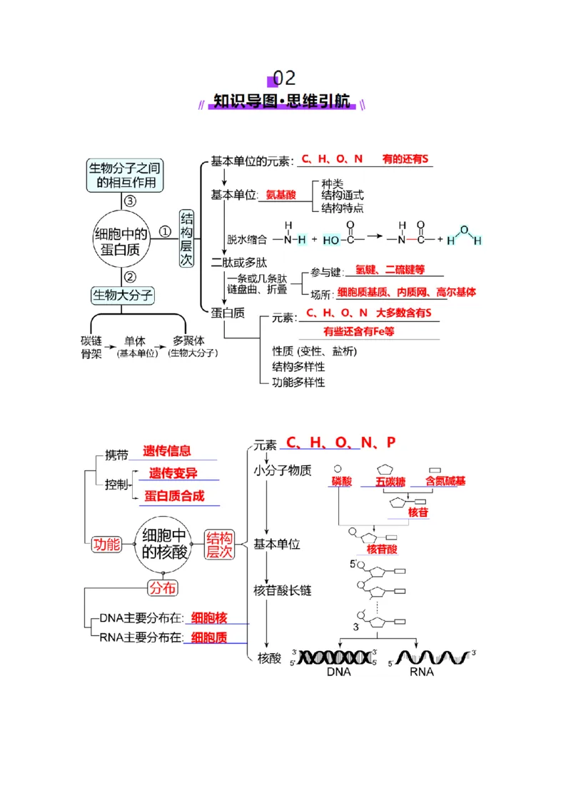 第04讲蛋白质和核酸（讲义）（解析版）_新高考复习资料_2025年新高考资料_2025年高考生物一轮复习讲练测（新教材新高考）