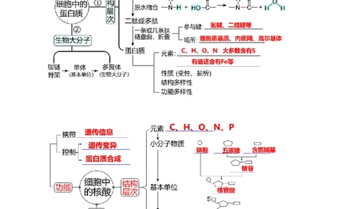 第04讲蛋白质和核酸（讲义）（解析版）_新高考复习资料_2025年新高考资料_2025年高考生物一轮复习讲练测（新教材新高考）