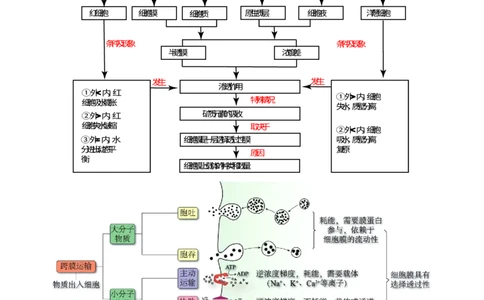 第07讲物质运输（讲义）（解析版）_新高考复习资料_2025年新高考资料_2025年高考生物一轮复习讲练测（新教材新高考）