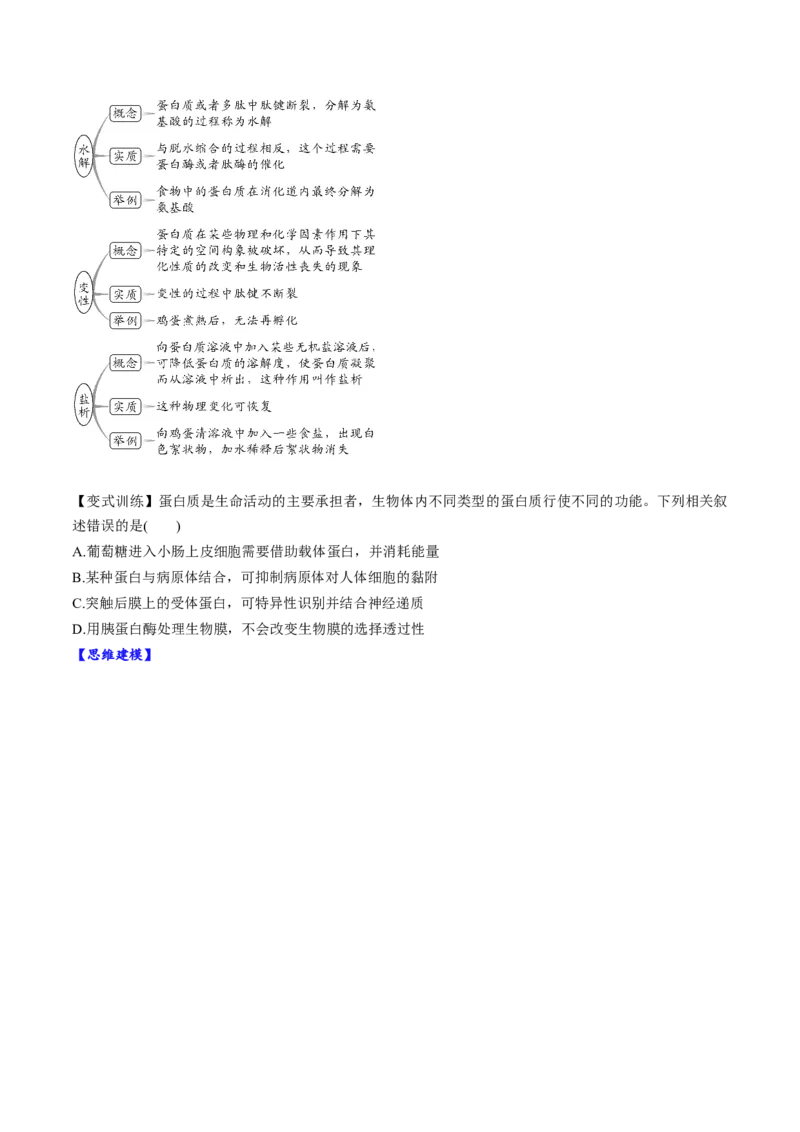 第04讲蛋白质和核酸（讲义）（原卷版）_2025年新高考资料_一轮复习_2025年高考生物一轮复习讲练测（新教材新高考）