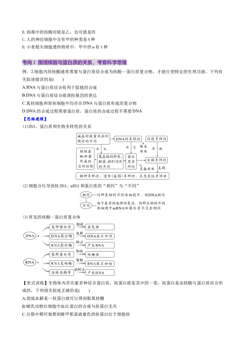 第04讲蛋白质和核酸（讲义）（原卷版）_2025年新高考资料_一轮复习_2025年高考生物一轮复习讲练测（新教材新高考）