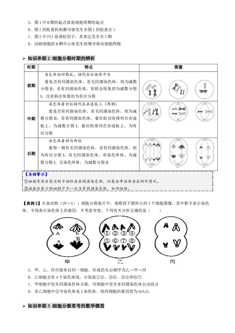第05讲细胞的增殖和减数分裂（讲义）（原卷版）_2025年新高考资料_二轮复习_01高考语文等多个文件_上好课2025年高考生物二轮复习讲练测（新高考通用）