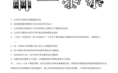 第04练细胞膜和细胞核（原卷版）_新高考复习资料_2023年新高考复习资料_一轮复习_2023年高考生物一轮复习小题多维练（新高考专用）