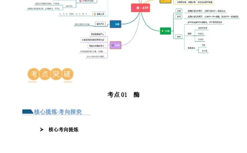 第03讲酶和ATP（讲义）（解析版）_新高考复习资料_2024年新高考复习资料_二轮复习资料_2024年高考生物二轮复习讲练测（新教材新高考）_配套讲义_教师版（含答案解析）