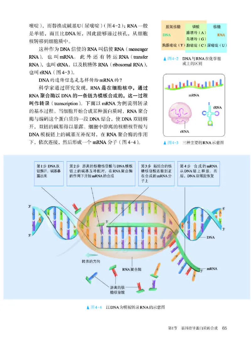 人教版生物必修2_高中电子课本_最新版高中全科高清电子课本_6高中生物课本_2019新人教版