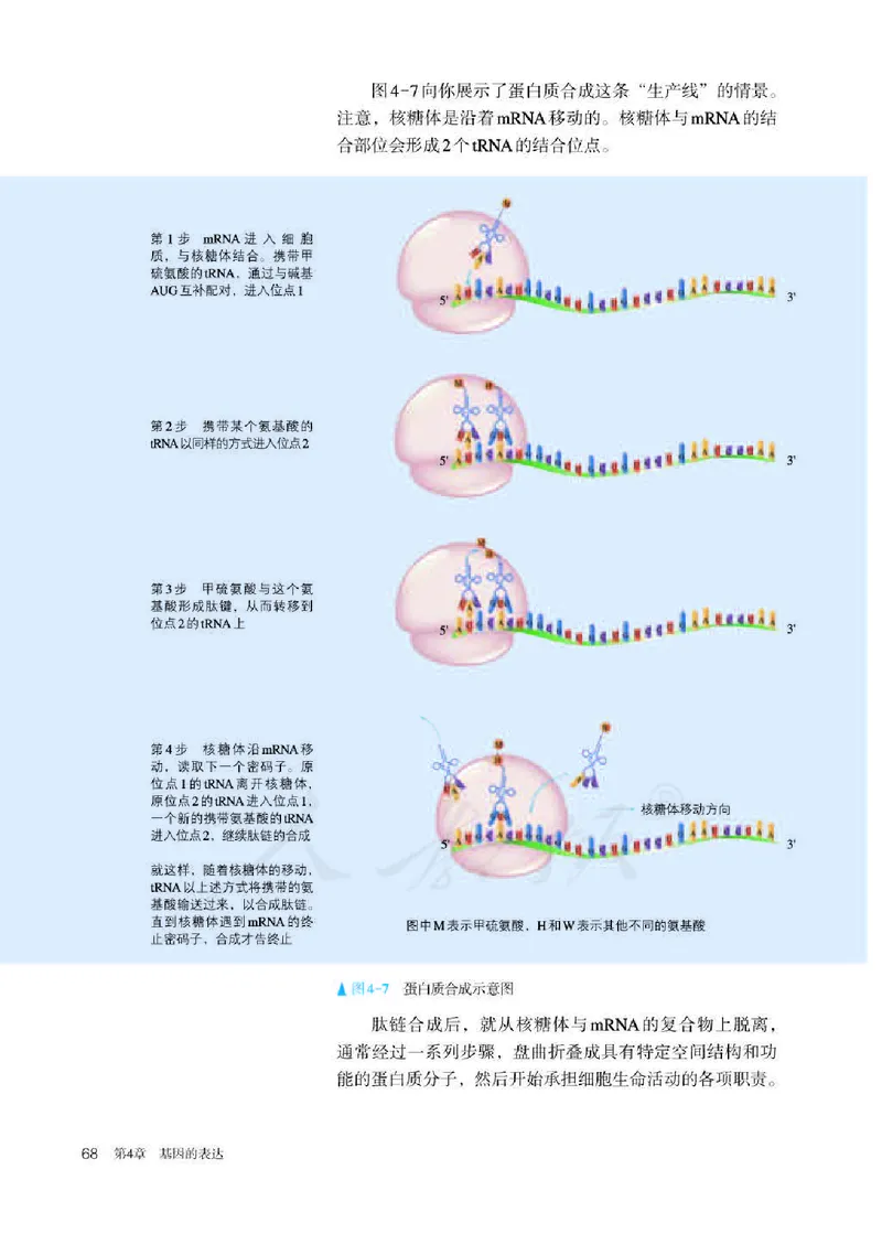 人教版生物必修2_高中电子课本_最新版高中全科高清电子课本_6高中生物课本_2019新人教版