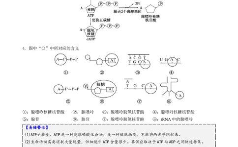 第03讲ATP和酶（讲义）（解析版）_2025年新高考资料_二轮复习_上好课2025年高考生物二轮复习讲练测（新高考通用）3380526