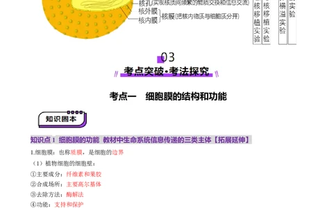 第05讲细胞膜和细胞核（讲义）（原卷版）_2025年新高考资料_一轮复习_2025年高考生物一轮复习讲练测（新教材新高考）