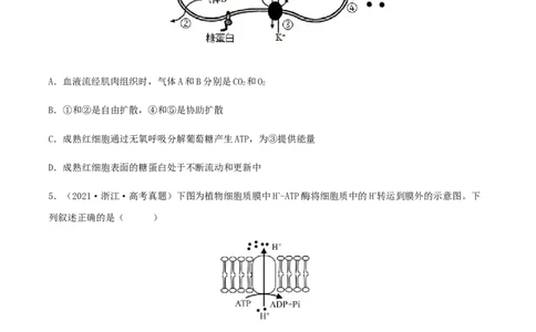 第08练细胞呼吸（原卷版）_新高考复习资料_2023年新高考复习资料_一轮复习_2023年高考生物一轮复习小题多维练（新高考专用）