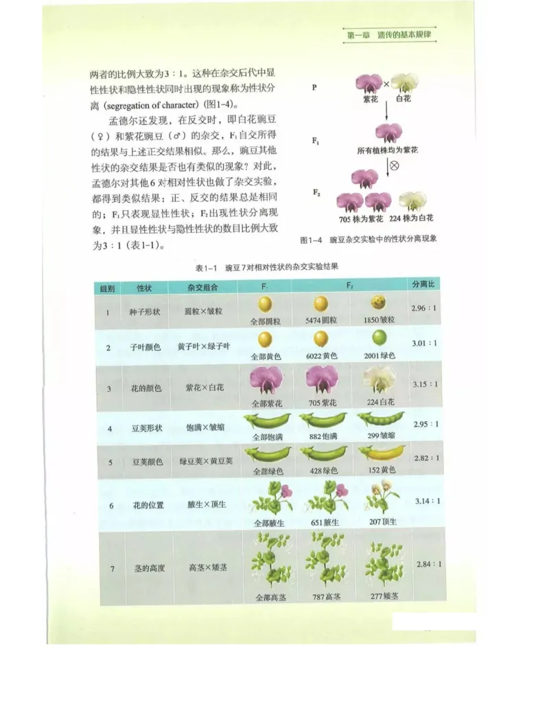 新浙科版高中生物必修2《遗传与进化》_高中电子课本_最新版高中全科高清电子课本_6高中生物课本_2019新人教版