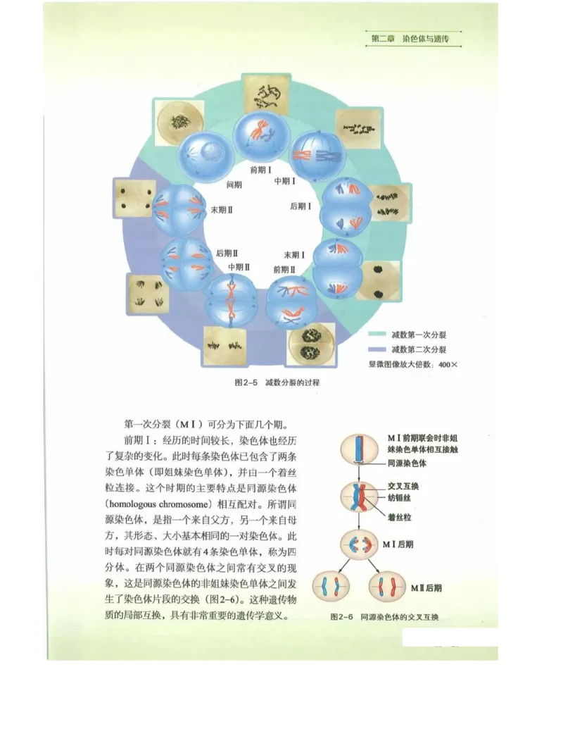 新浙科版高中生物必修2《遗传与进化》_高中电子课本_最新版高中全科高清电子课本_6高中生物课本_2019新人教版