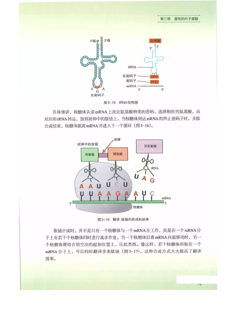新浙科版高中生物必修2《遗传与进化》_高中电子课本_最新版高中全科高清电子课本_6高中生物课本_2019新人教版